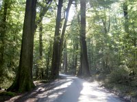 Paradise Road