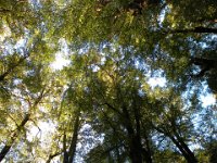 Silver beech Trees