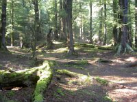 Paradise Forest - This is a World Heritage area