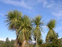 Cabbage Trees - Native to NZ