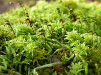 Moss