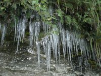 Paradise forest in Winter