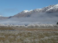 Hore frost on Willow trees in Winter