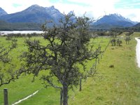 Matagauri, some is over 1000 years old
