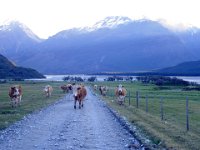 Hereford cattle - common in Glenorchy