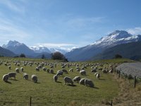 Perendales and Merino are most common - In LOTR Isengard