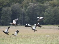 Paradise ducks - they mate for life,female has white head
