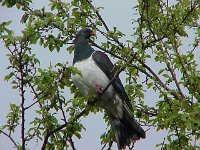 Wood Pidgon