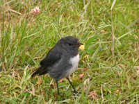 South Island Robin