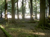 Mossy Beech Forest up Dart Valley