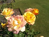Pollard Park - 800 rossorter