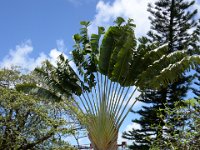 Travellers tree