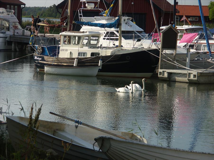 En liten svanfamilj h�lsade p�