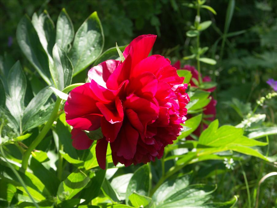 Pion