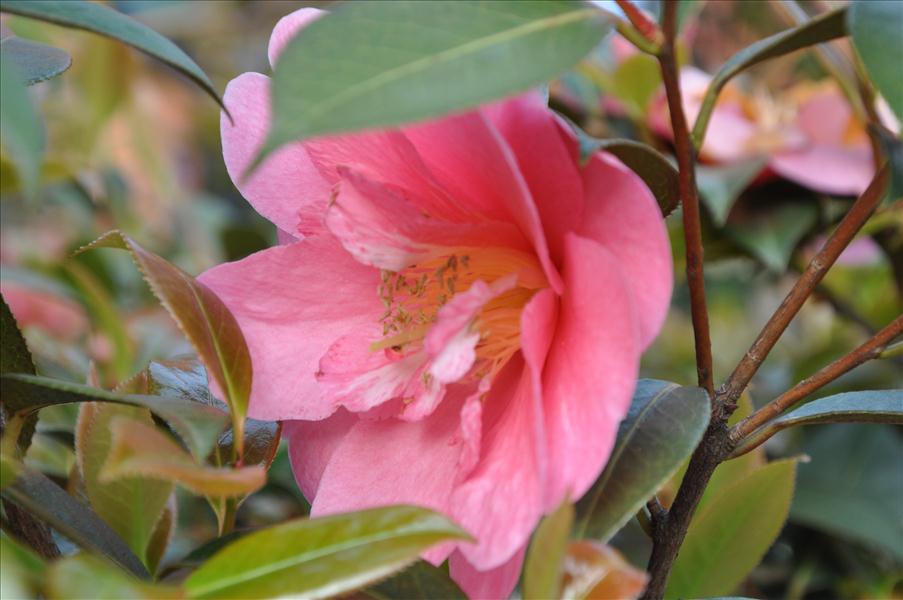 P� dagen var det 25 grader varmt och rosorna blommade