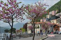 Tr�den i blom