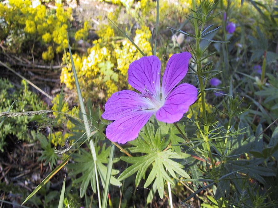 Skogsn�va (Midsommarblomster)