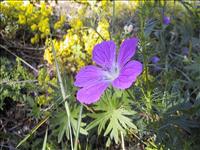 Skogsnva (Midsommarblomster)