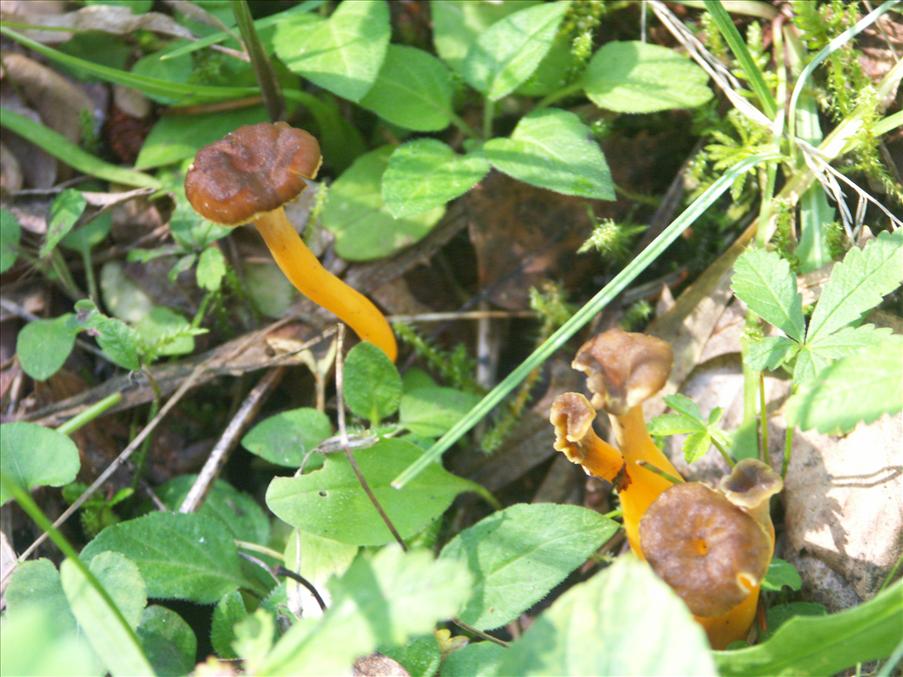 Kantareller! (Sm�)