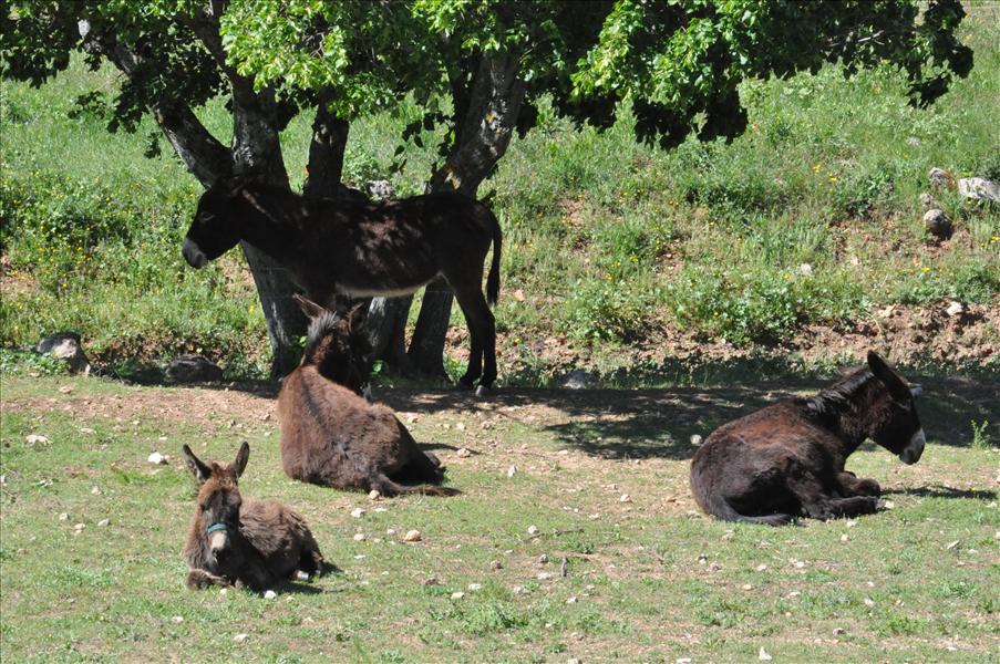 Vi tog en promenad i stans omgivning - samma rutt som Carina visade oss f�rra �ret