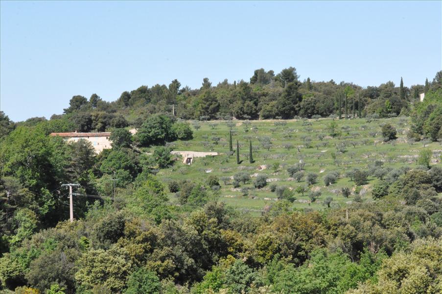 Olivodlingar