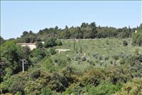 Olivodlingar