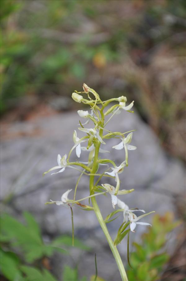 Nattviol