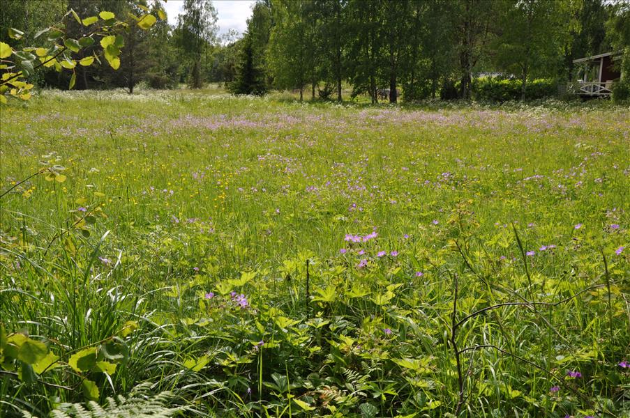 Svensk sommar�ng