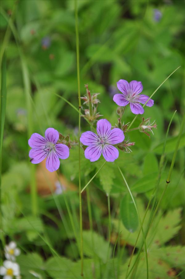 Midsommarblomster