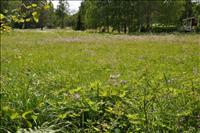 Svensk sommar�ng