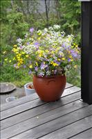 Midsommarbukett
