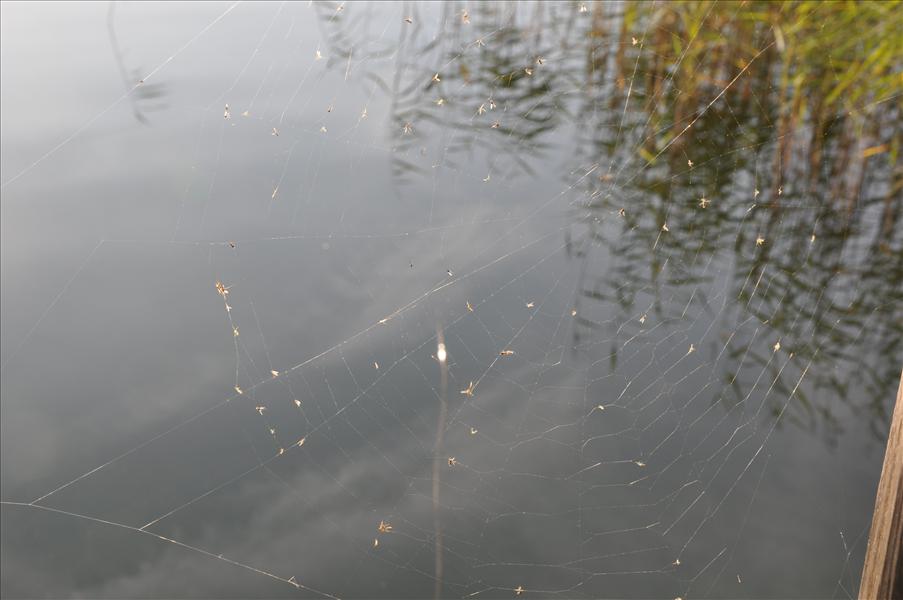 Stort spindeln�t vid bryggan