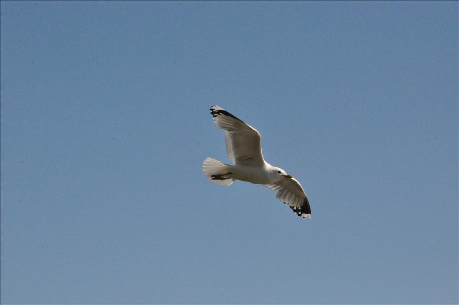 Jonathan Livingstone Seagull...