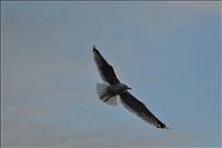 �verflygning f�r att kolla l�get