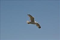 Jonathan Livingstone Seagull...