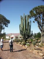 <center>22/3<br></center>Efter frukosten styrde vi mot det mest ber�mda vinomr�det med bl. a. Franschhoek d�r vi skulle �vernatta. I Lonley Planet finns en rekommendation att titta p� en speciell kaktustr�dg�rd  som heter Soekershof s� vi stannade f�r d�r. Helt fantastiskt att se vad tv� entusiastiska individer kan f� till. F�rutom kaktustr�dg�rden s� hade de �ven byggt en labyrint (maze) med fler sm� historier inv�vda. Se soekershof.com.<br>Efter kaktusbes�ket k�rde vi vidare via Farnschhoek Pass till sj�lva Franschhoek d�r vi reserverade rum f�r de f�ljande tv� n�tterna p� etablisemanget East. Middag ikv�ll p� Le Bon Vivant.