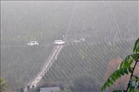 Dimman l�ttade vid 11-tiden, men man kan skymta folk som sk�rdar vin d�r borta