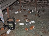 H�r f�dde man upp marsvin som sedan skulle �tas upp