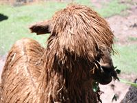 Liten busig lama