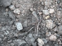 Rester av Redwoodskogen som bildat kolet