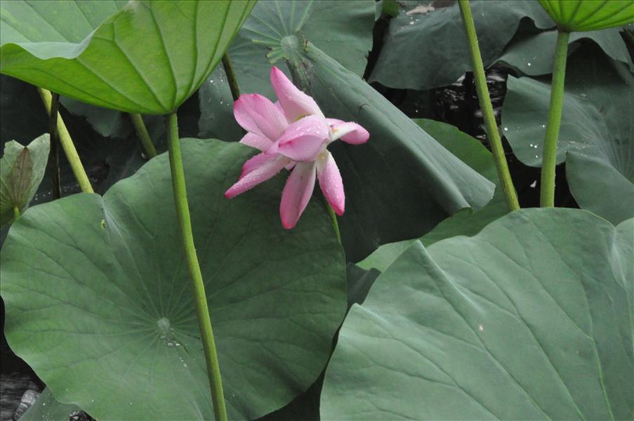 Lotusblomma