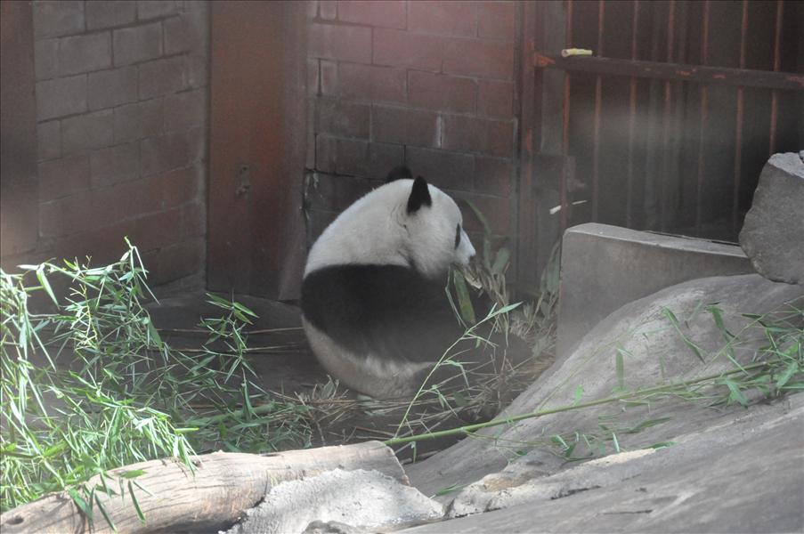 P� zoo - panda
