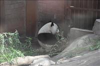 P� zoo - panda
