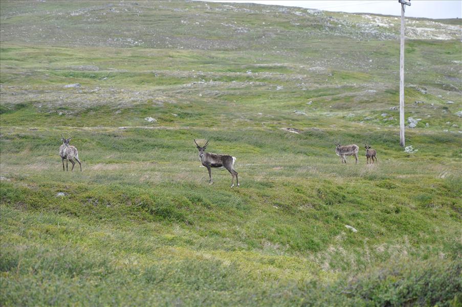 Liten renhjord