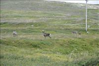 Liten renhjord