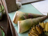 Bambu