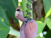 Bananblomma